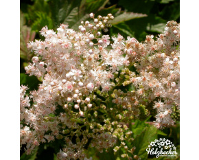 Filipendula palmata ‘Nana’