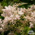 Filipendula palmata ‘Nana’