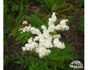 Filipendula vulgaris ‘Plena’