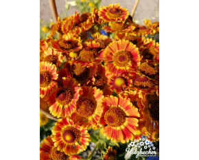 Helenium autumnale ‘Fuego’