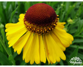Helenium ‘Wesergold’