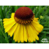 Helenium ‘Wesergold’