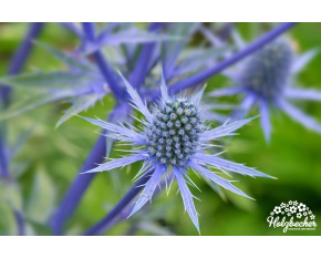 Eryngium alpinum Eryngium alpinum