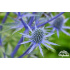 Eryngium alpinum