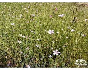 Petrorhagia saxifraga