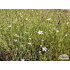 Petrorhagia saxifraga
