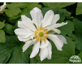 Anemone japonica ‘Whirlwind’