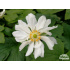 Anemone japonica ‘Whirlwind’