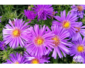 Aster dumosus ‘Augenweide’