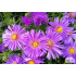 Aster dumosus ‘Augenweide’