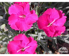 Dianthus ‘Badenia’