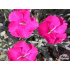 Dianthus ‘Badenia’