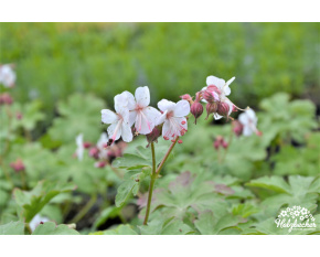Geranium macrorrhizum ‘Spessart’