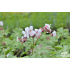 Geranium macrorrhizum ‘Spessart’