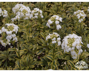 Arabis procurrens ‘Old Gold’