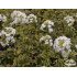 Arabis procurrens ‘Old Gold’