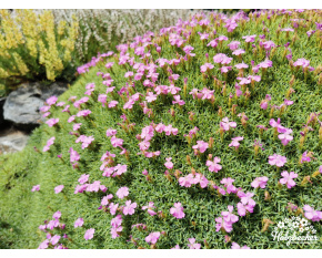 Dianthus erinaceus