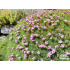 Dianthus erinaceus