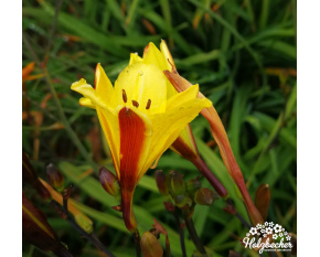 Hemerocallis ‘Corky’