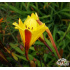 Hemerocallis ‘Corky’