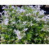 Phlox ‘Tiny Buggles’
