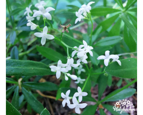 Galium odoratum