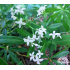 Galium odoratum