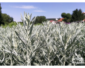 Artemisia ludoviciana ‘Silver Queen’