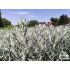 Artemisia ludoviciana ‘Silver Queen’