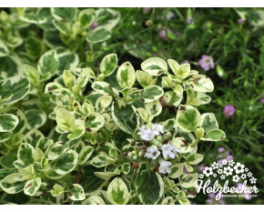 Origanum vulgare ‘County Cream’