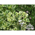 Origanum vulgare ‘County Cream’
