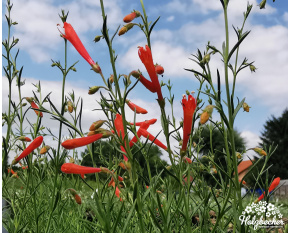 Penstemon pinifolius