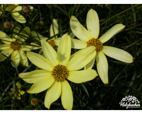 Coreopsis verticillata ‘Moonbeam’