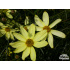 Coreopsis verticillata ‘Moonbeam’