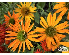 Echinacea ‘Now Cheesier’