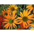 Echinacea ‘Now Cheesier’