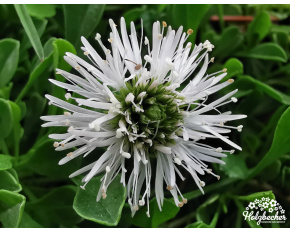 Globularia cordifolia ‘Alba’