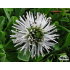 Globularia cordifolia ‘Alba’