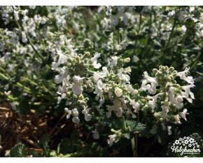 Nepeta racemosa ‘Snowflake’
