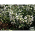 Nepeta racemosa ‘Snowflake’