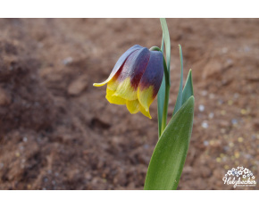 Fritillaria michailowskyi