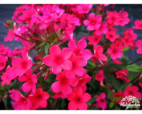 Phlox paniculata ‘Early Red’