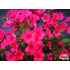 Phlox paniculata ‘Early Red’