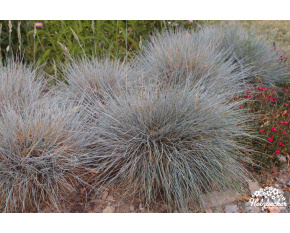 Festuca glauca ‘Azurit’