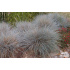 Festuca glauca ‘Azurit’