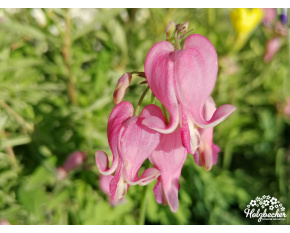 Dicentra formosa