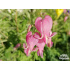 Dicentra formosa