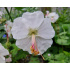 Geranium  x cantabrigiense ‘Biokovo’