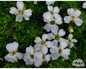 Silene acaulis ‘Alba’