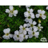 Silene acaulis ‘Alba’